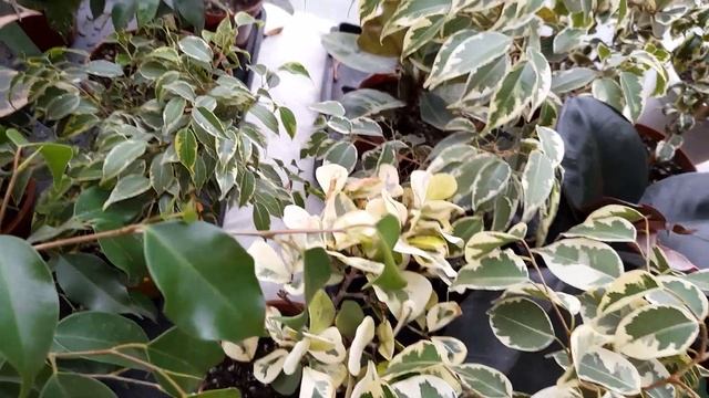 Мои фикусы подросли! смотреть онлайн