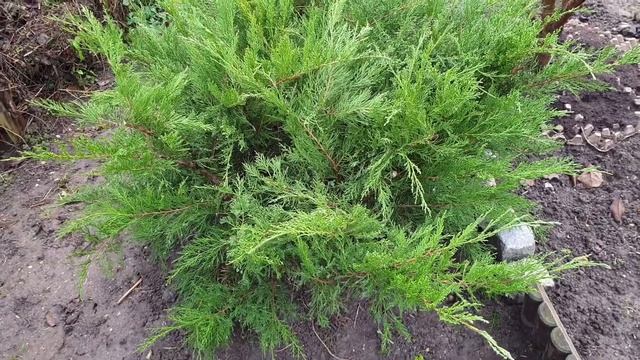 Ржавчина груши. Главная ПРИЧИНА! смотреть онлайн