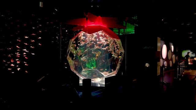 金魚アートが楽しめる！空間を最大限使ったイルミネーション｜Art Aquarium Ginza смотреть онлайн