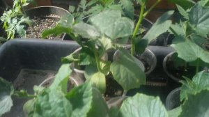 огурцы в горшках