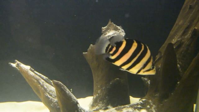 Monster Fish Tank/ Arowana, Oscar,bichir, Alligator Gar.астронотусы,арована,сиамский тигровый окунь