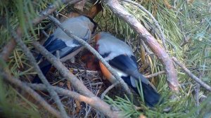 гнездо снегиря часть 3 (птенцы)