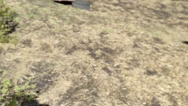 Обещанная рассада__чеснок