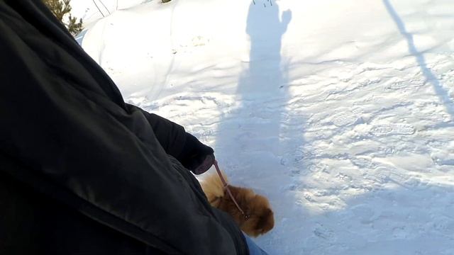 Будут ли щенки у шпица Бэллы? Мы сомневаемся смотреть онлайн