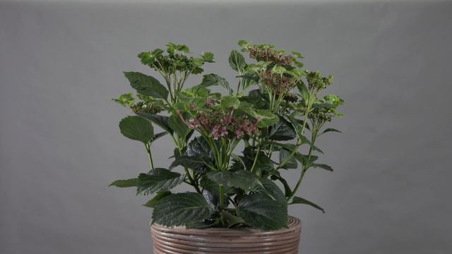 Kolster BV & Horteve Breeding Magical Hydrangea varieties 2020 #077 смотреть онлайн