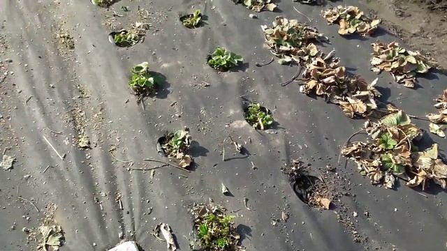 Состояние кустов клубники Мальга Вивара после зачистки смотреть онлайн