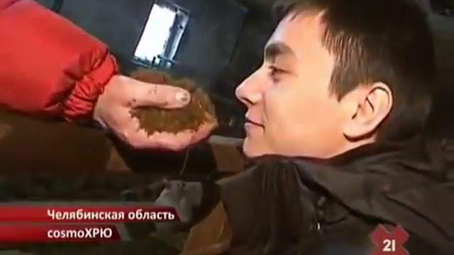 Бактерии для свинарника часть №1 (ферментационная подстилкиа) смотреть онлайн