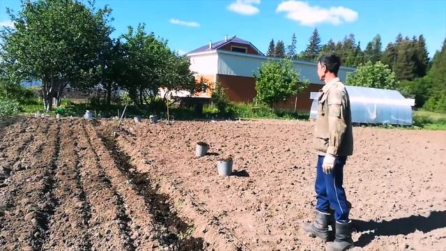 Посадка картофеля 15 июня