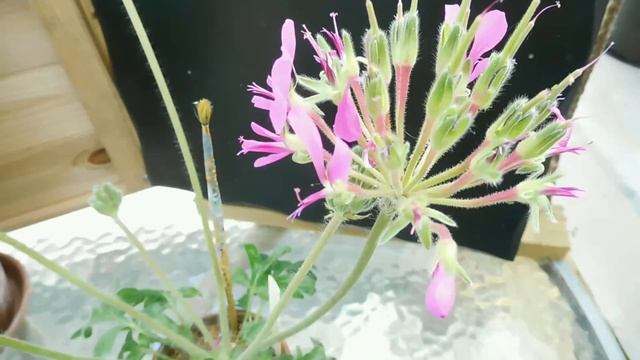 Species Pelargonium:Pelargonium Incrassatum.