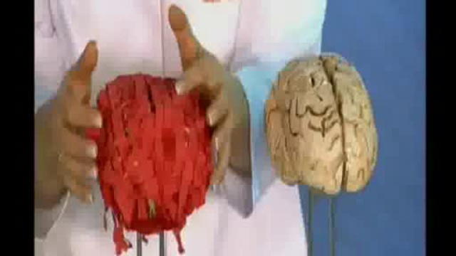  Ты: инструкция к применению. Головной мозг смотреть онлайн