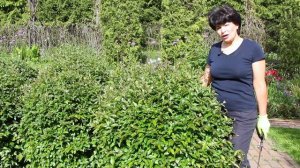 Стрижка кустарника. Шары из кизильника в саду Марины Шиманской