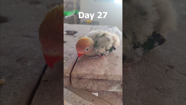 Day 1-40 Growth Stages #lovebirdchicks @BirdsWhispers