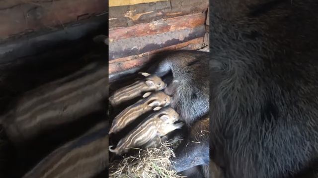 Кабанчики 5-й день )))) кормление)) смотреть онлайн