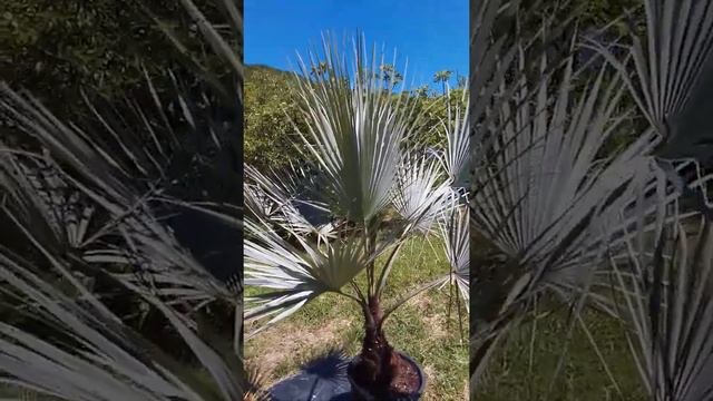 Редчайшая пальма голубая ЭРИТЕЯ (брахея) Серебро смотреть онлайн