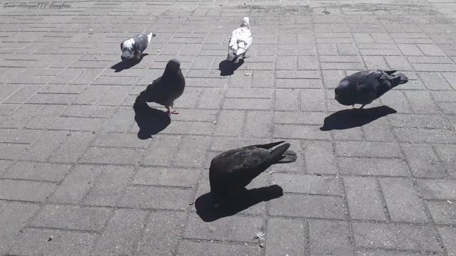 Голуби. Интересные птицы крупным планом. смотреть онлайн