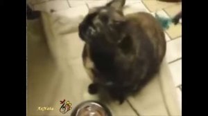 Кошки, кошки Забавные кошки! Поют, говорят, ТВОРЯТ, поздравляют!