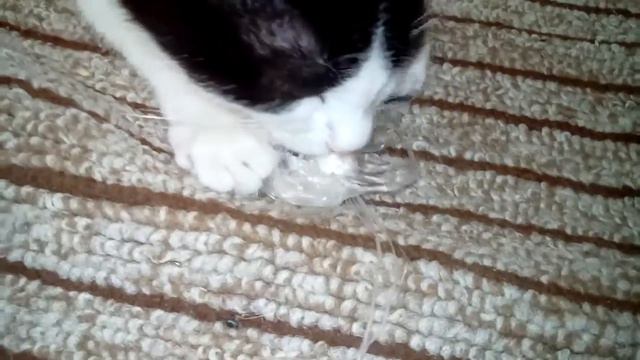 Кот сосёт смотреть онлайн