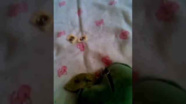 Как сделать боди и шапочку из 1 носка смотреть онлайн