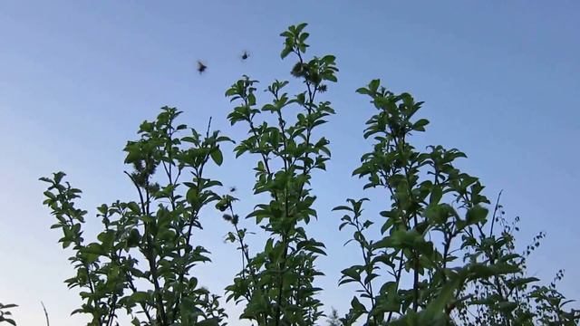 Ловля майского жука смотреть онлайн