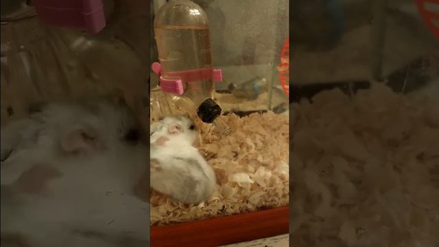 Джунгарский хомяк. На водопое) смотреть онлайн
