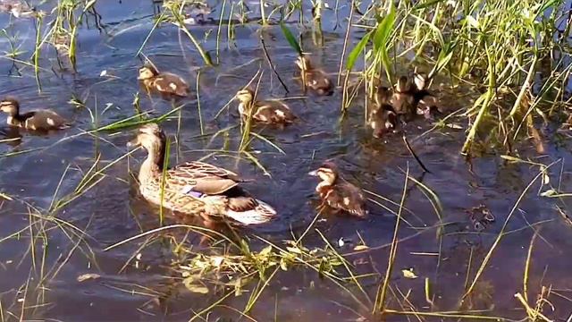 Река Пскова. Год 2023.Май месяц. 23 число. смотреть онлайн