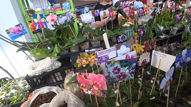 Краснодар тц Галактика ВЫСТАВКА орхидеи фиалки адениумы