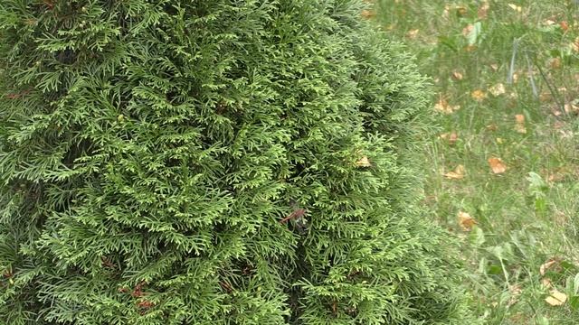 Обычные дни из жизни Нижнекамских Кадетов смотреть онлайн