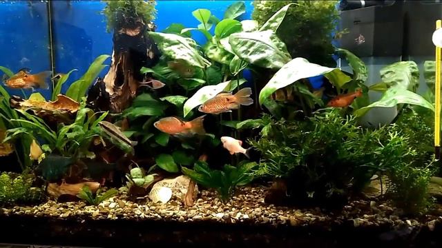 Аквариумные рыбки смотреть онлайн