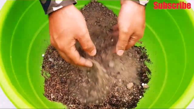 Propagation of Haworthia II Haworthia Potting Mix II Best Potting Mix of Haworthia смотреть онлайн