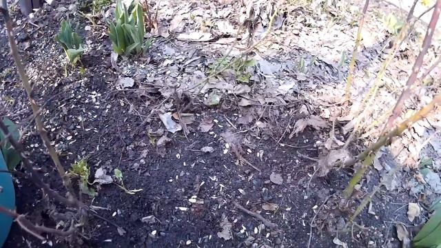 Раскрытие Роз и Уход за Розами Весной.Весенняя Обрезка. смотреть онлайн