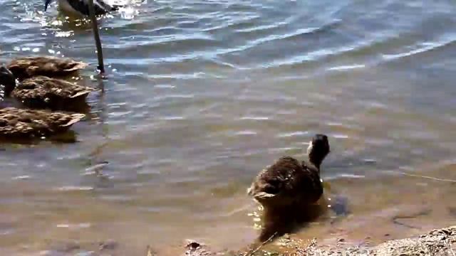 Утята кряквы и птенец чайки озёрной смотреть онлайн