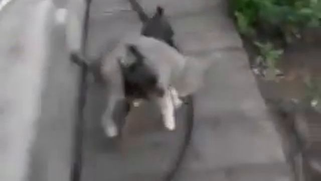cat is taken to home - кота несут домой смотреть онлайн