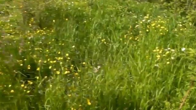 VITALY LIBER *Turtas - Journey to the River* смотреть онлайн