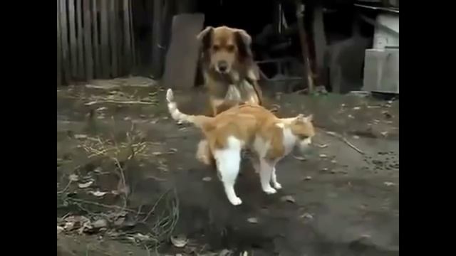 Top 10 Cats and Dogs best friends смотреть онлайн