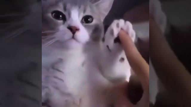 котик играется))) смотреть онлайн