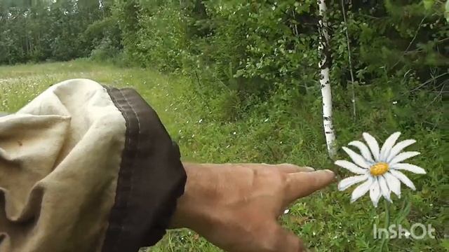 ?? Грибоискатель Тихая охота Июльский Грибы подосиновик 2023 год смотреть онлайн