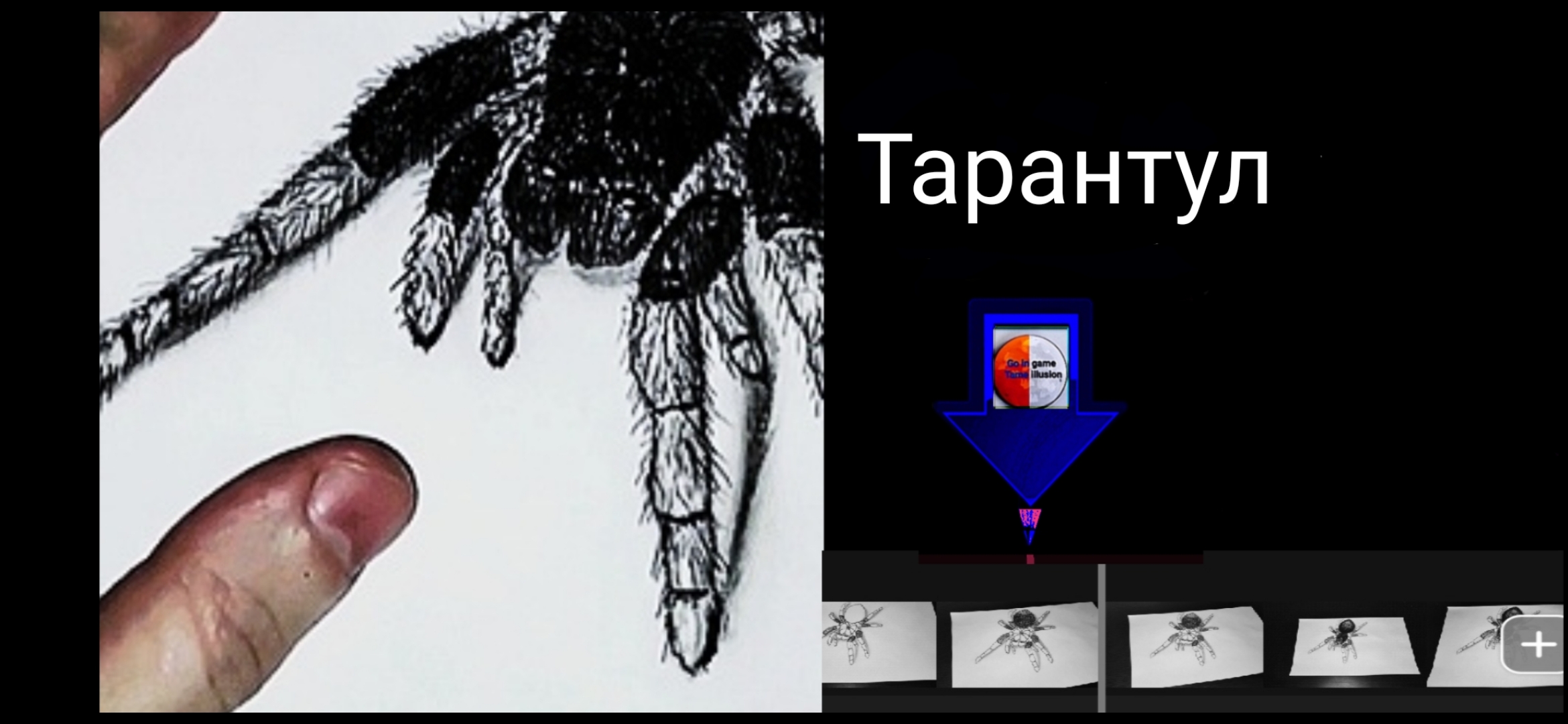 Тарантул паук