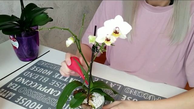 ПОЛИВ ОРХИДЕИ ФАЛЕНОПСИС В ПЕРЛИТЕ / Как поливать орхидеи в перлите? смотреть онлайн