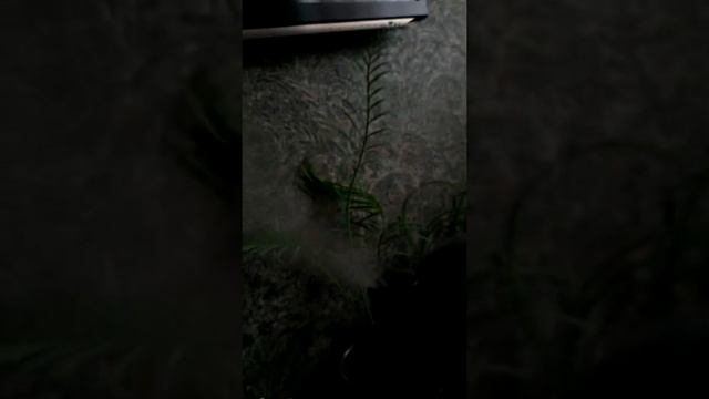 Увлажнитель воздухаTimberk THU 14E(BL) Black смотреть онлайн