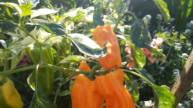 Урожайный перец в горшках. Сорта " Солнышко радужное" и Candy оранжевый леденец". смотреть онлайн