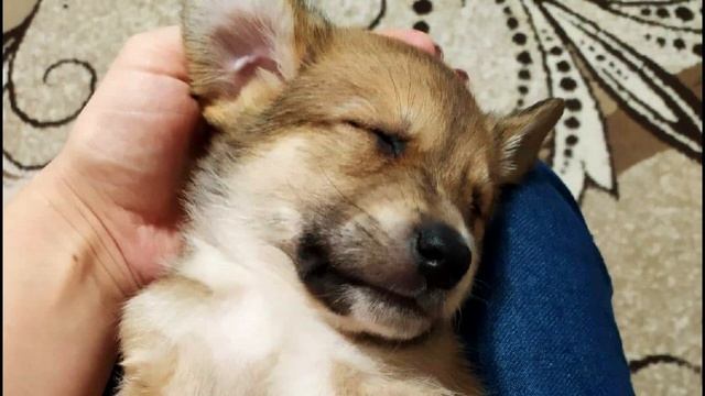 Дети привязали к щенку верёвку и “выгуливали” его, таща за собой по асфальту… смотреть онлайн