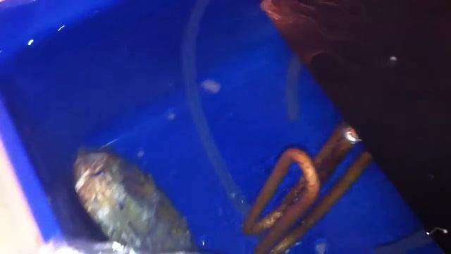 Самодельный сувид. Демонстрация работы.