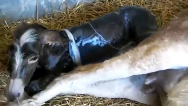 Fiordaliso nasce смотреть онлайн