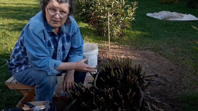 Как правильно подготовить и разделить травянистый пион смотреть онлайн