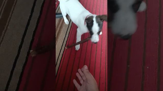 Учим Джека команде апорт.. смотреть онлайн