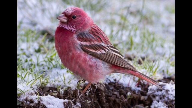 Ознакомление с окружающим "Кто живет в горах" смотреть онлайн