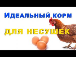 Чем кормить кур несушек зимой, чтобы яйцом завалили ?