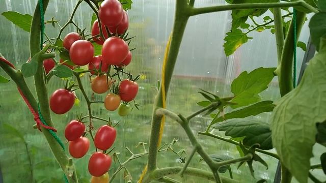 Томат черри Шалун. Эталон вкуса!