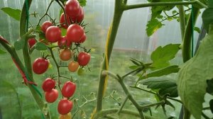 Томат черри Шалун. Эталон вкуса!