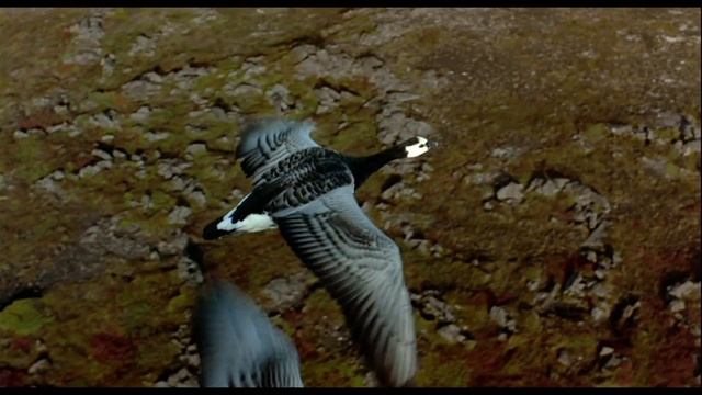 Как летают птицы? смотреть онлайн